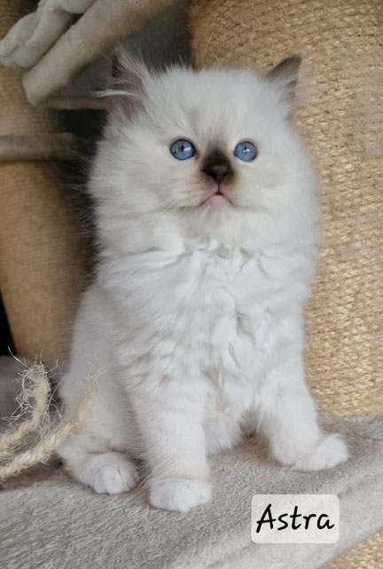 Astra, femelle, chocolat point mitted
