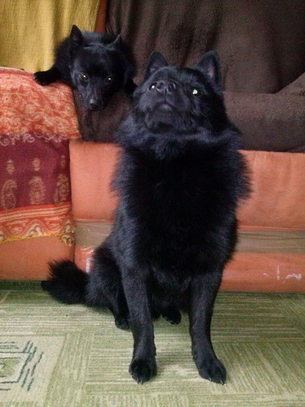 Horus et Chipie 