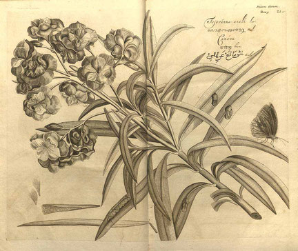 Oleander, Hortus Indicus Malabaricus 1