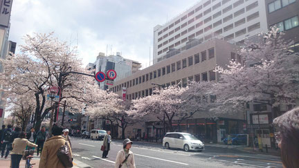 市ヶ谷の桜並木。撮影時は満開ですが、現在はもう葉桜に・・・