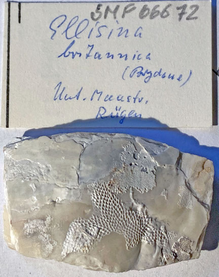 Senckenberg, Bryozoa, Bryozoen, Moostierchen, Sammlung Voigt