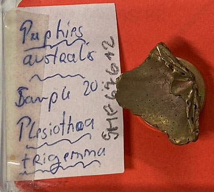 Senckenberg, Bryozoa, Bryozoen, Moostierchen, Sammlung Voigt