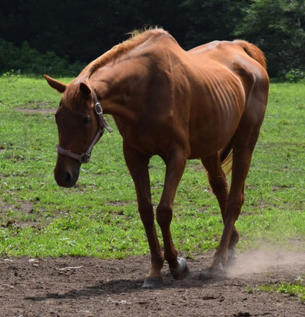 守りつづける、いのち――オーシァン愛馬の会 oceanaibanokai ページ！