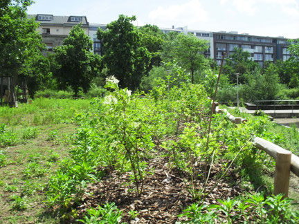... und nach dem Anpflanzen der Knickgehölzhecke.