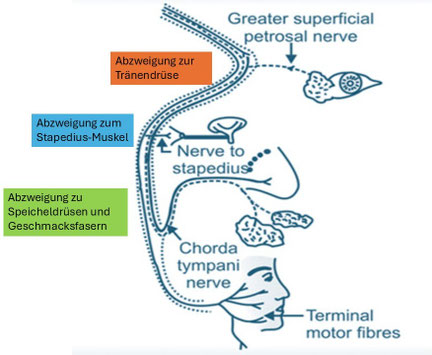 modifizierte Grafik nach einer Abb. in Atlas of Surgery of the Facial Nerve Bachi T Hathiram, DS Grewal