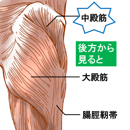 中殿筋 大殿筋 オサモミウォーキング教室昭島