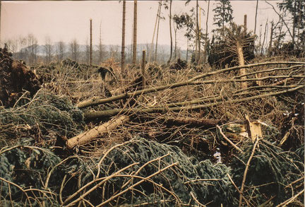 Flächenhafter Sturmwurf auf nassen Standorten (Orkan Vivien/Wiebke 1990)