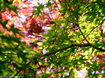 Ahorn-Blätter in Japan/Kyoto