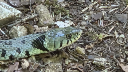 Une couleuvre à collier inoffensive. (Photo J.C 2025)