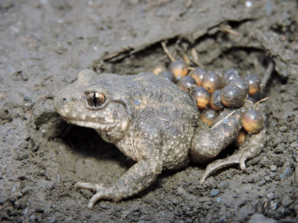 Sapo partero común (Alytes almogavarii inigoi). Chía (Huesca). © V. Sancho 2015