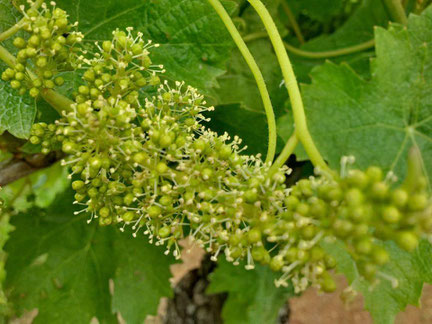 fleur-raisin-chenin-blanc-Vallee-Loire-participer-atelier-vendanges-Vouvray-Tours-Amboise-Rendez-Vous-dans-les-Vignes