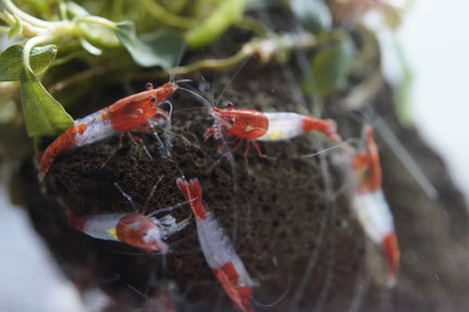 Red Rili Garnele