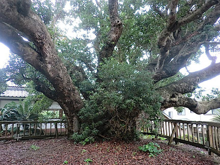 蓮着寺の大ヤマモモ