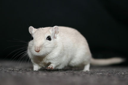 Mongolische Rennmaus Poolvos
