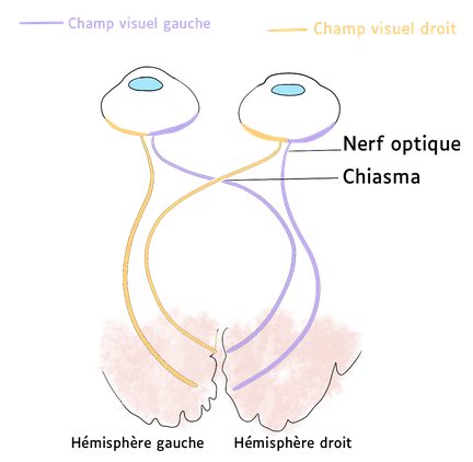 Trajet de l'information formée au niveau des yeux en fonction du champ visuel.