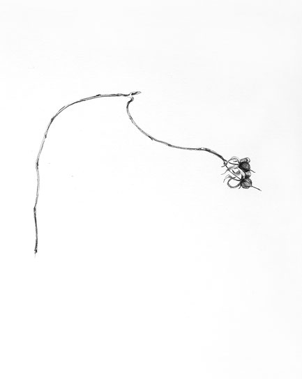 Morbide | Bleistift auf Papier, 29,7 x 42 cm