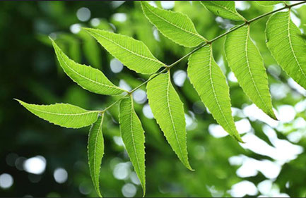 Feuilles du neem