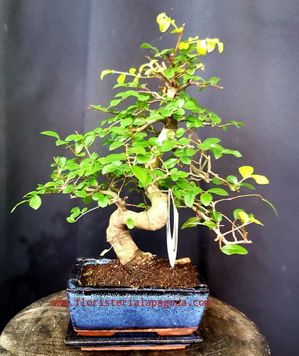 Bonsái M 15cm  desde  PVP 45€ ref bonsai01