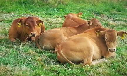 Limousinhof Jüdes, polled limousin