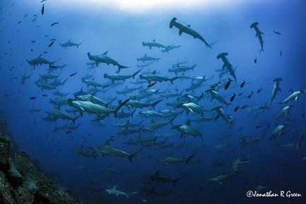 Huge school of scalloped hammerhead sharks seen while diving in the Galapagos Islands
