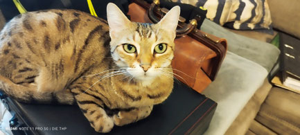 Mobile Tierheilpraxis Harz – Olaf Anderfuhr, Hausbesuche für Hund, Katze, Pferd“