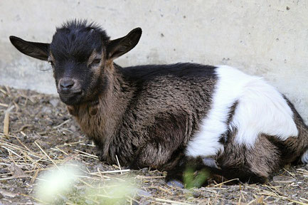 A sweet little goat called Fudge.