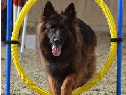 Hond tijdens agility onderdeel bij Fun-Gility workshop van Dog-Coach