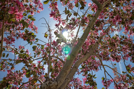 Valencia top things to do - Turia's Gardens - Copyright  Salvador Terrades