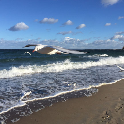 📍Scharbeutz, Seagull, Beach, Baltic Sea, Germany