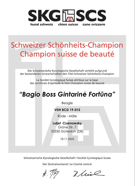 Bagio Boss Gintarine Fortuna * Lord James *, Czarnowsky , Beagle, Beagle, Beagle, Beagle, Beagle, Champions, Winner, the Best, Love, Star