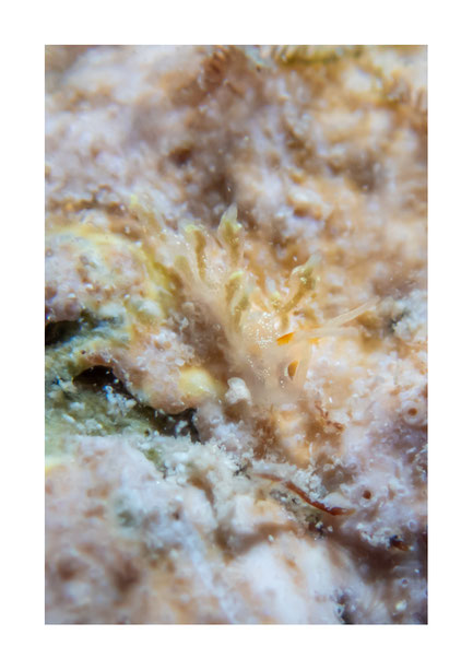 Eubranchus sp.6