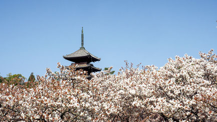 画像提供：総本山仁和寺