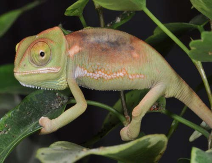 chamaeleon-mit-verbrennungen
