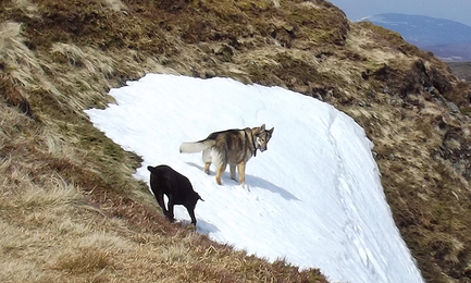 Was tun, wenn Dein Hund auf einen Wolf trifft?