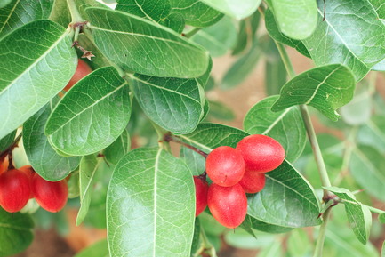 Über die Wunderbeere - Fruudoo | Wunderbeeren | Tabletten
