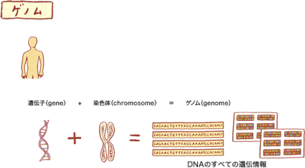 遺伝子(gene)＋染色体(chromosome)＝ゲノム(genome)