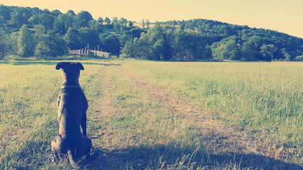 Hunde in der Persönlichkeitsentwicklung