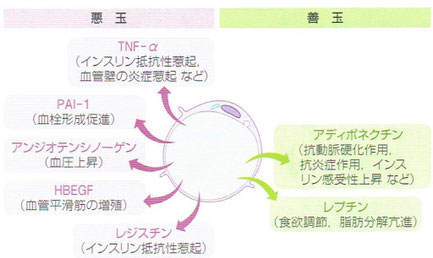 「病気がみえる vol.3 糖尿病・代謝・内分泌」より