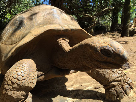 TORTUE GEANTE ILE MAURICE