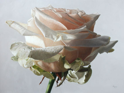 Witte roos met waterdruppels I