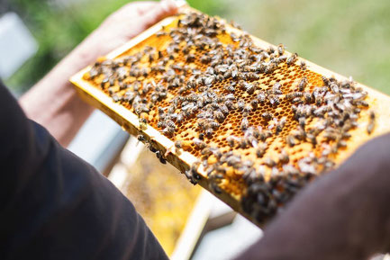curso de apicultura