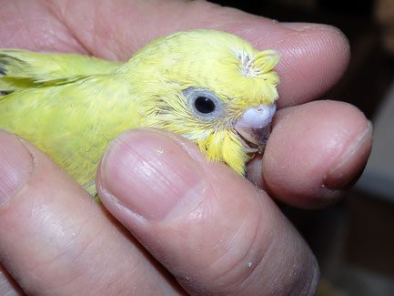 手乗り高級セキセイインコのヒナが仲間入りしました。