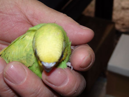 手乗り高級セキセイインコのヒナが仲間入りしました。