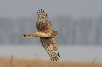 weibchenfarbige kornweihe (Foto: Z.Tunka - LBV Bildarchiv) 