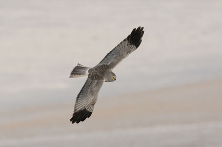 Kornweihenmännchen (Foto: Z.Tunka - LBV-Bildarchiv) 