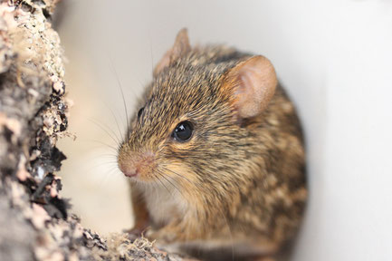 Tüpfelgrasmaus (Lemniscomys striatus)