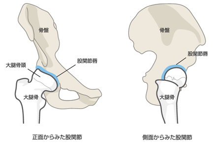 股関節唇