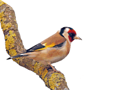 Image animaux detourée transparent sur fond blanc chardonneret elegant png