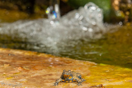 Bombina Variegata (Ululone dal Ventre Giallo)