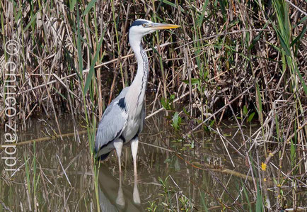 Airone cenerino (Ardea cinerea Linnaeus, 1758) ripreso in un angolo di canneto meno fitto in Valle Mandriole